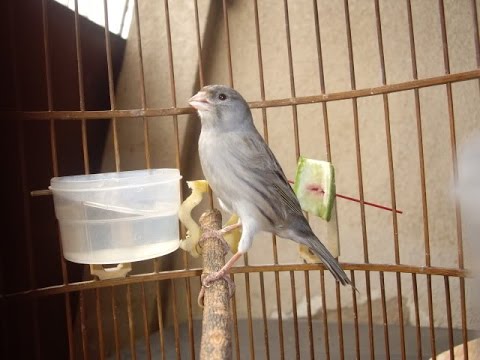  Burung  Kenari  Starblue Gacor  Juara YouTube