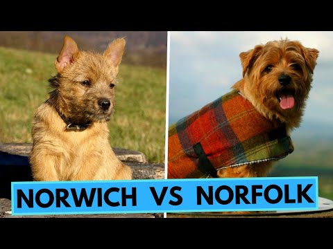 Video: Razza Di Cane Norfolk Terrier Ipoallergenico, Salute E Durata Della Vita