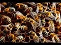 Какие пчелы лучше? & Денис Фадеев "pr1zZ" о Бакфасте, Итальянке Кордован и Селекции Брата Адама