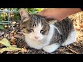 撫でたら嬉しそうにしてくれる穏やかな猫ちゃんかわいい