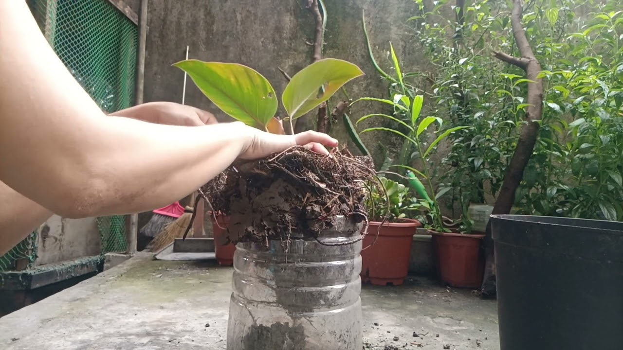 Propagating Philodendron redcongo❤️💚🧡