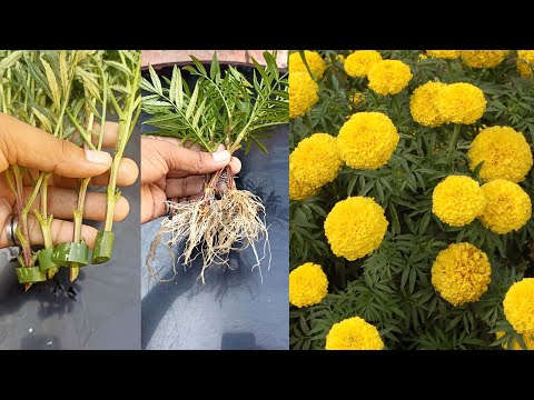 How To Grow Marigold Plant From Cuttings Using Aloe Vera