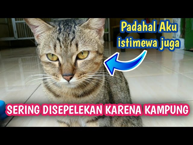 KELEBIHAN KUCING KAMPUNG DIBANDING KUCING PERSIA class=