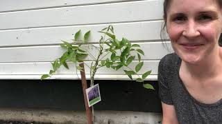 Planting a new wisteria vine