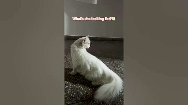 Watch the video about Persian cats so cute🥹 #cat #persiancat #cutecatshorts #catlover