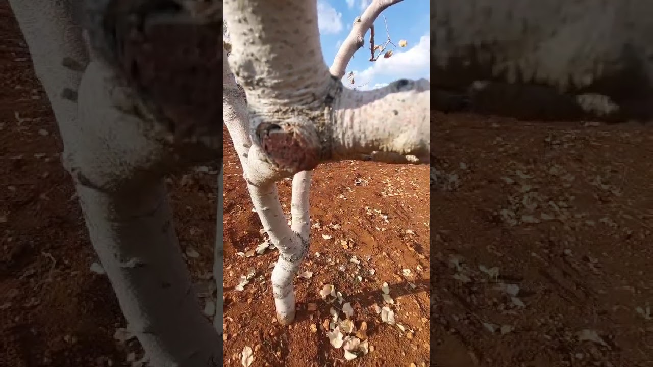 Antep fıstığında budama, karagöz kurdu tuzak kurulumu ve göz kurdu yumurta paketi değerlendirme 