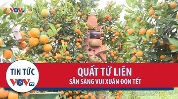Quất Tứ Liên sẵn sàng vui xuân đón Tết