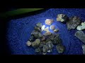 phosphorescence fluorescent minerals found in Utah shortwave UV light UVBeast mini