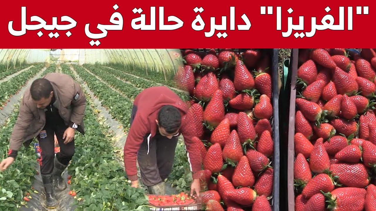 الفرولة في ولاية جيجل.. نشاط يتجذر بين المنتجين وعائلات المنطقة