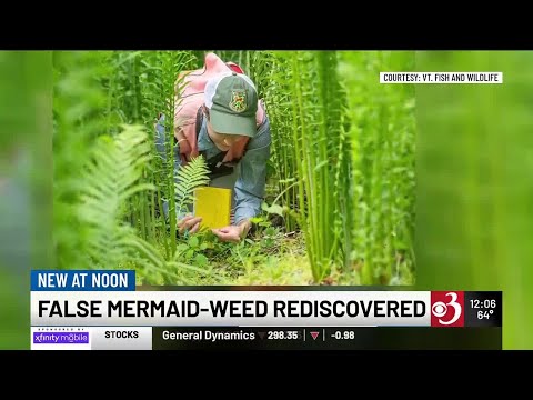 Vt. wildlife botanists ‘rediscover’ false mermaid-weed