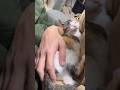 愛猫との暮らし②#愛猫との暮らし #愛猫 #元保護猫 #猫 #子猫