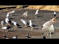 Seagull sounds  seagull fighting  angry seagulls  seagull call