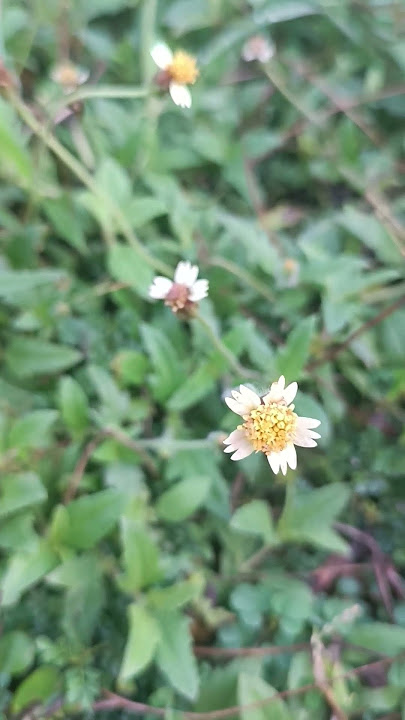 Tridax procumbens, an important medicinal herb of Odisha, use it, conserve it, #odisha