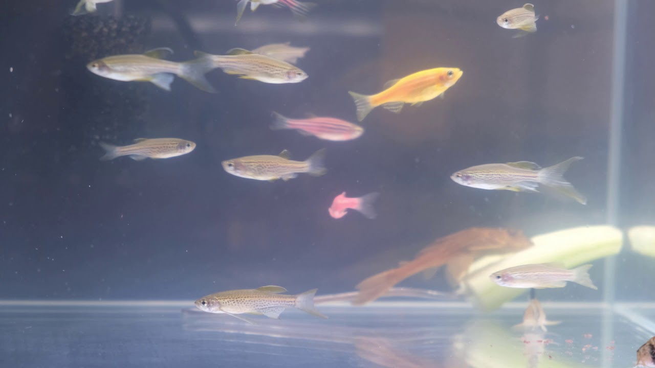 The Janitor Fish Eats Cucumber YouTube the-janitor-fish-eats-cucumber-youtube