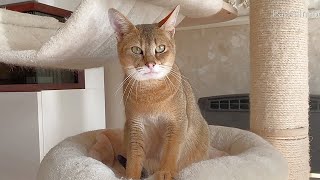 My Cat Loves to Talk by Paws Indoors 358 views 1 month ago 1 minute, 51 seconds