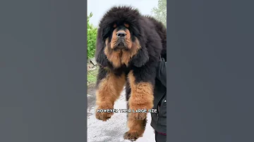 Tibetan Mastiff 🐶 One Of The Most Expensive Dog Breeds In The World #shorts