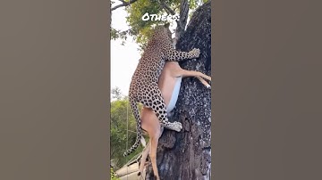 The Leopard’s Biggest Mistake 😱