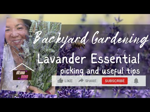 Lavander harvesting and essential tips! #backyardgardening #lavander #gardeningtips,#pinayingermany