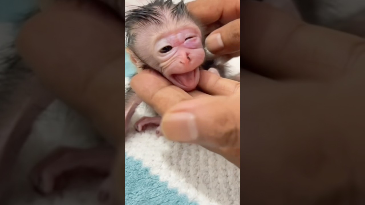"So Sad… Orphan Baby Monkey’s Face Is Swollen, But Now He’s Safe ❤️🐒"