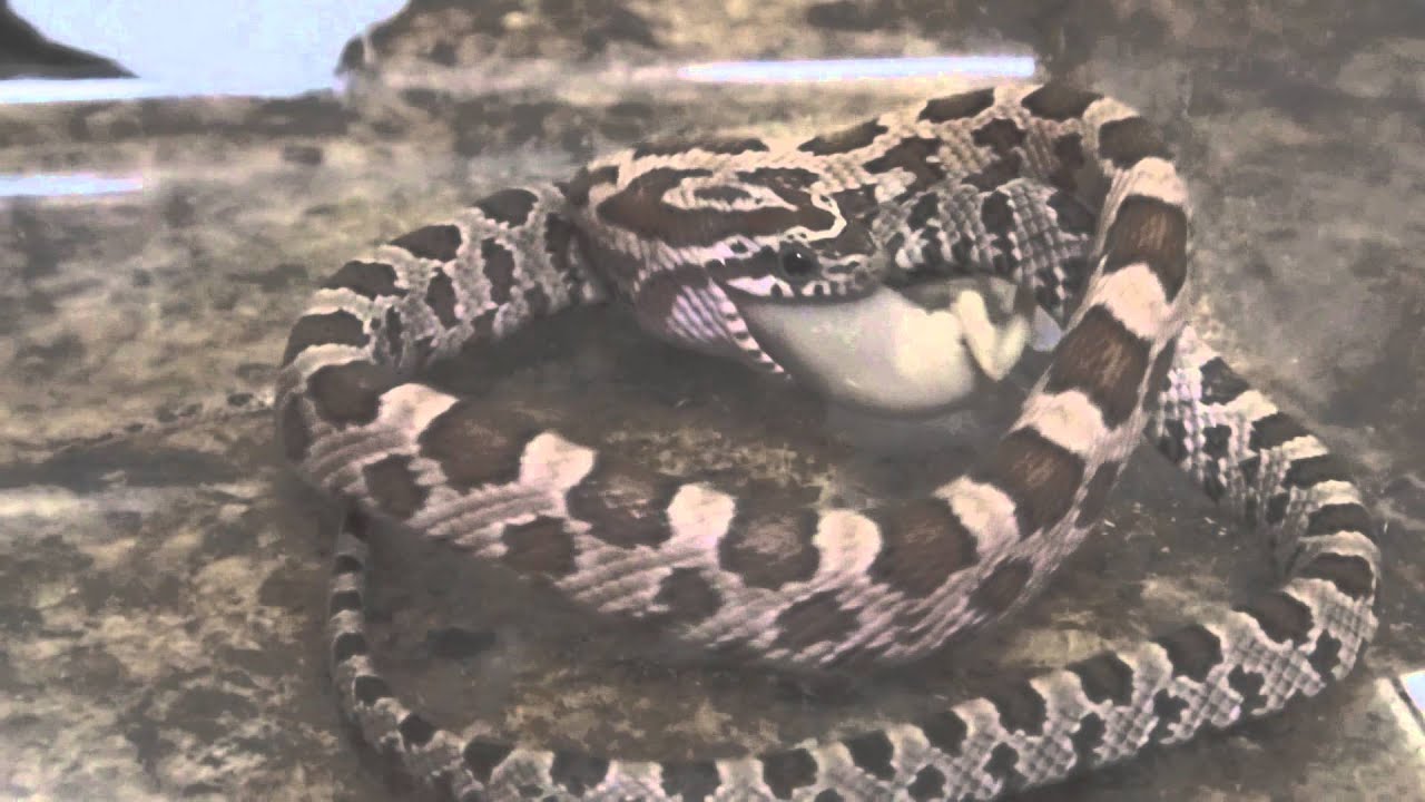 pet snakes and dogs Corn Snake Eating