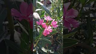 Ahmet Sezgin Ben Bir Servi Boylu Yardan Ayrıldım Resimi