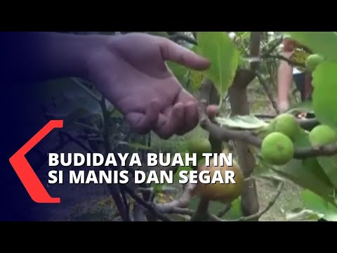 Video: Birch Hitam (18 Foto): Seperti Apa Pohon Birch Timur Jauh, Di Mana Ia Tumbuh Di Rusia