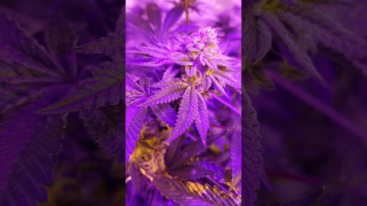 king LEDs 1500 watt vs 1000 watt hps