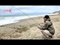 Live Stream Striped Bass Surf Fishing