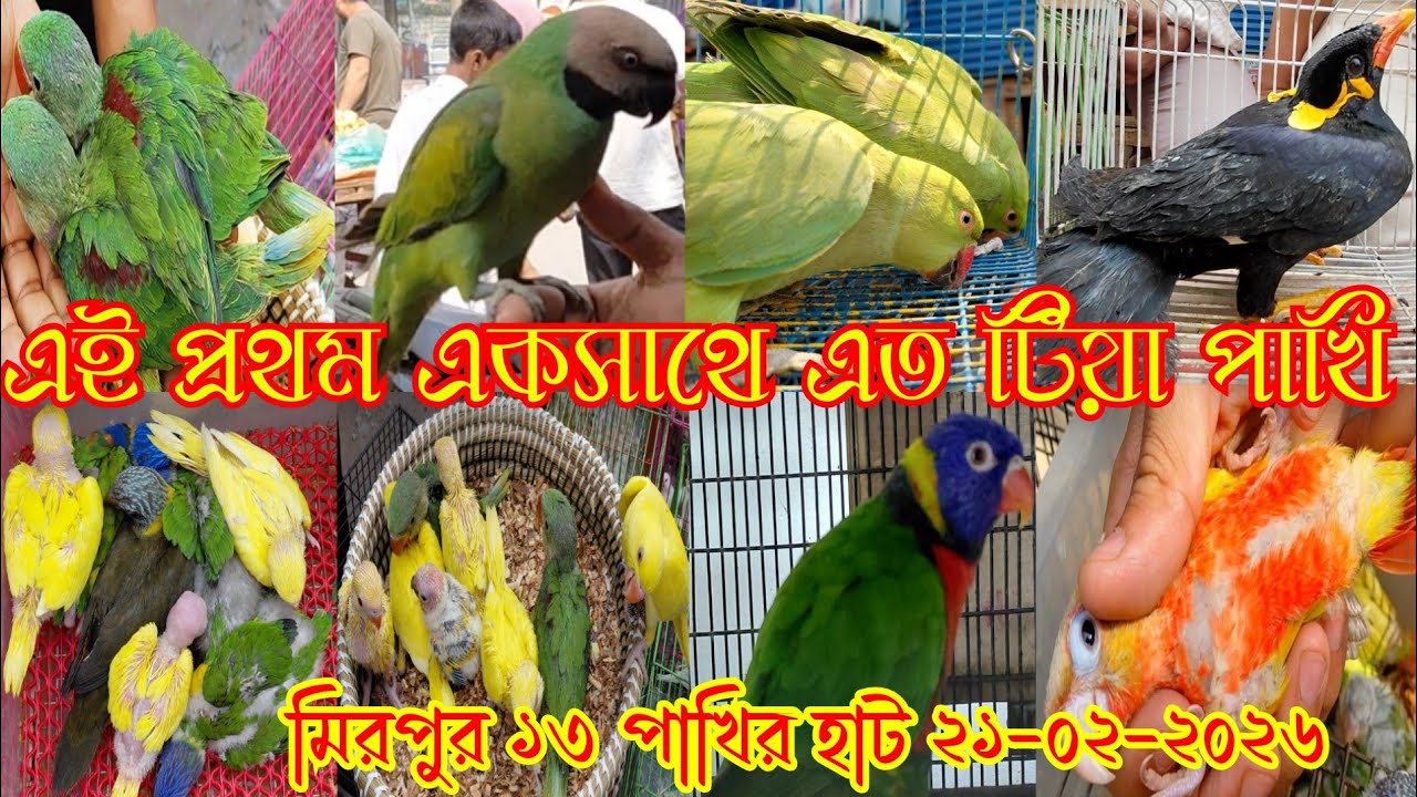 এই প্রথম একসাথে এত টিয়া পাখি মিরপুর ১৩ পাখির হাটে,Mirpur 13 Pakhir hat,Parrot price in Bangladesh 