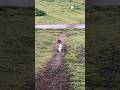遠くから走ってきてご飯をもらいに来る地域猫 #野良猫 #捨て猫