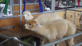 Animals | Part 2 | 2017 Sydney Royal Easter Show