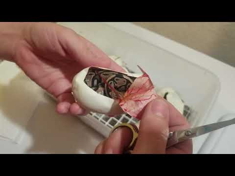 Ball Python Egg Cutting Clutch #2 of 2018 (June) with surprise ending!