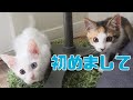 【保護猫】先住猫と初めての顔合わせ！子猫達の反応は？はたしてどうなる？
