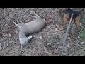 Roe deer & welsh terrier