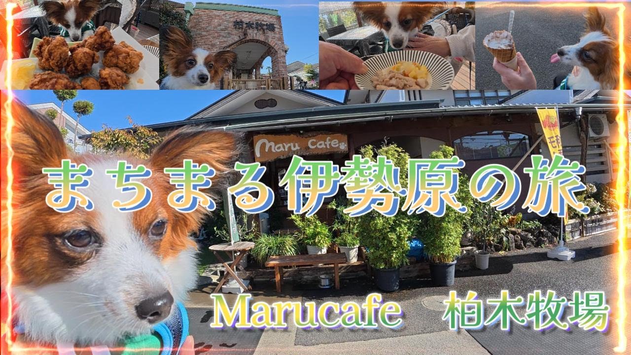 まちまるぼっちで伊勢原へ。最高のCAFEみーっけ！！
