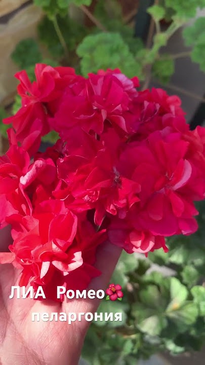 Гибридная пеларгония 🌺ЛиА Ромео🌺pelargonium #garden #flowers # - YouTube
