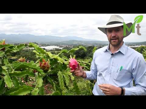 Vídeo: La fruita del drac és un cactus?