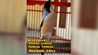 CENDET materi kolipri kunti gabusan greja