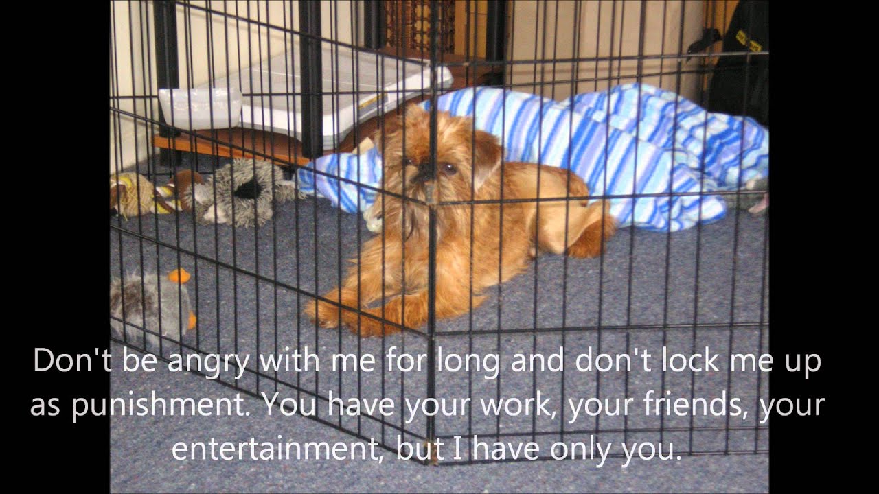 A Dog's Ten Commandments