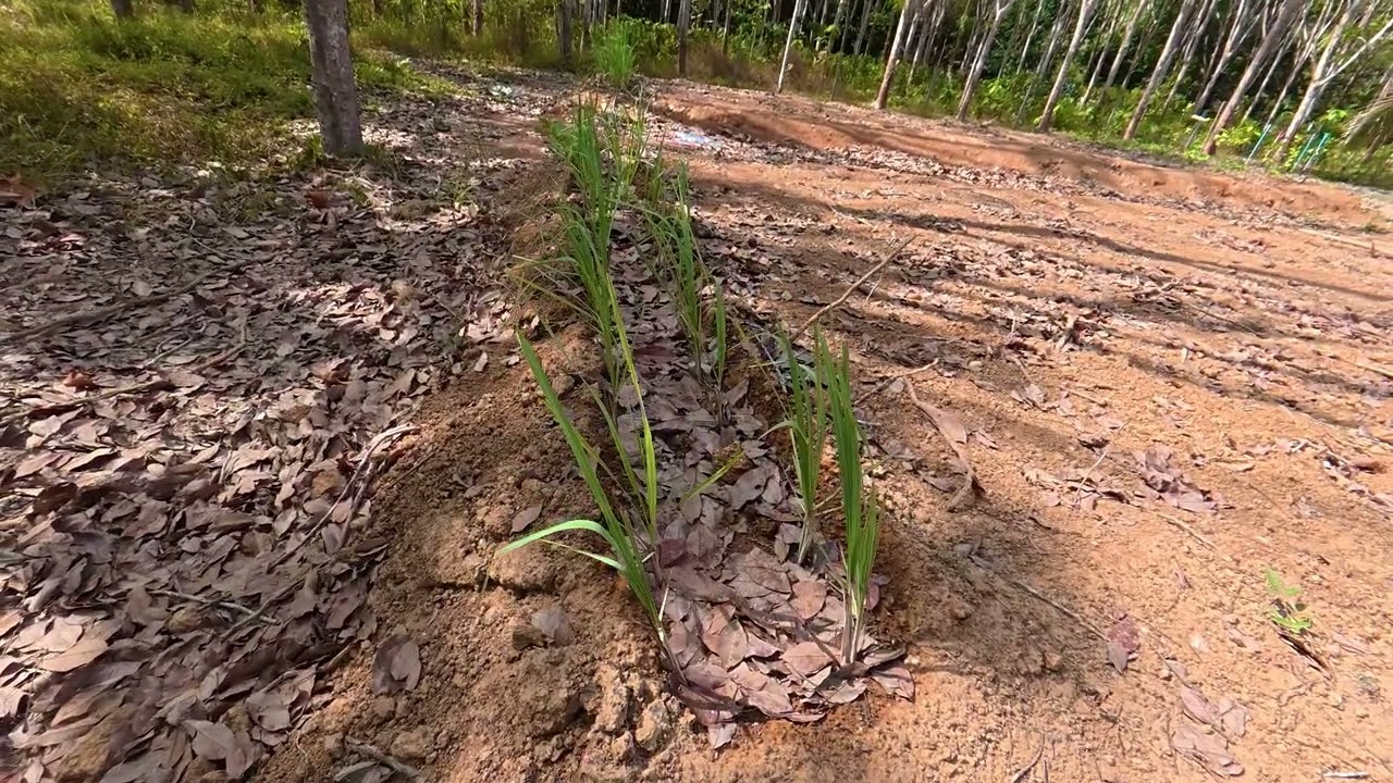 สวนข้างบ้าน เริ่มชัดเจน