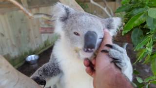 Koala belly rubs are the best