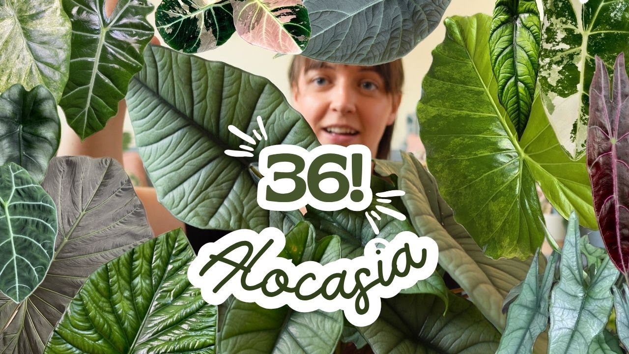 My Alocasia Collection has grown SO MUCH! 🌿36 Varieties | Common + Rare | 2025