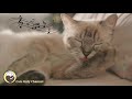 Soothing Music for Cats - Piano Music to Relax and Calm Cats