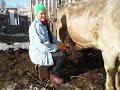 Мила, второй день после отела🐮