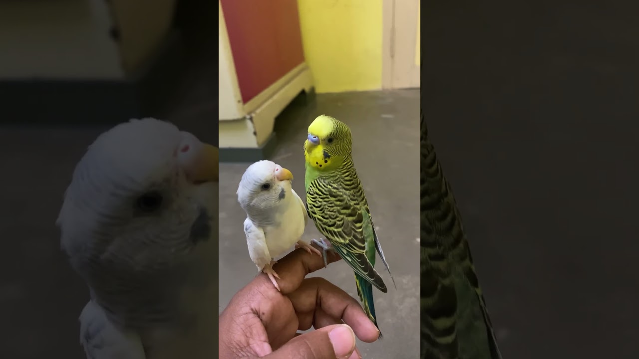 Fighting budgies 🥰 