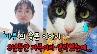 3년동안 입양못간 불쌍한 고양이 '마루'...[고양이탐정]A cat that hasn't been adopted in 3 years