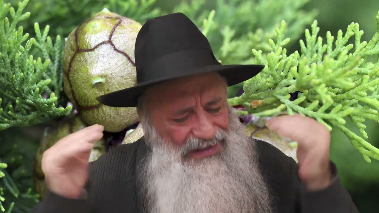 Les bienfaits du cyprès pour la santé