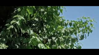 Kar Taneleri Düşerken