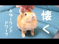 うさぎが人に懐いたらこれ程までに可愛い