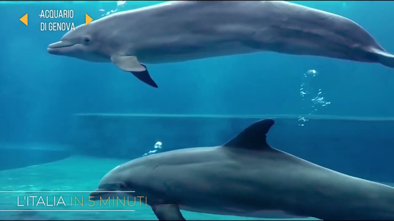 ITALIA IN 5' - ACQUARIO DI GENOVA